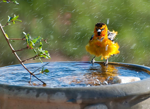 Bathing Bullocks A bullocks oriole taking a bath  Bird Bath stock pictures, royalty-free photos & images