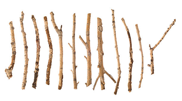Twigs and Sticks Twigs isolated on white. stick plant part stock pictures, royalty-free photos & images