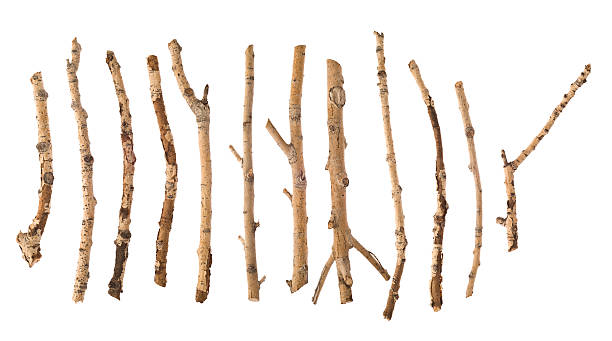 twigs и палки - stick wood isolated tree стоковые фото и изображения