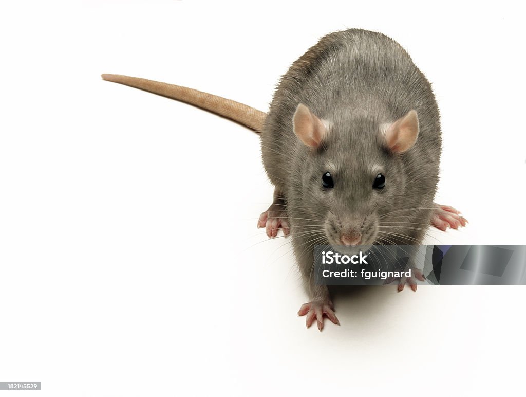 짐승 2 - 로열티 프리 쥐 스톡 사진