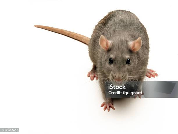 짐승 2 쥐에 대한 스톡 사진 및 기타 이미지 - 쥐, 귀여운, 동물