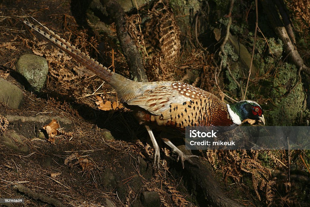 Faisán macho pájaro en la campiña del Reino Unido - Foto de stock de Faisán - Ave de caza libre de derechos