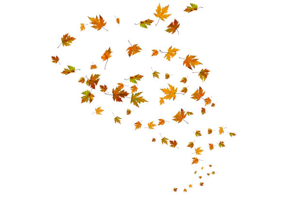 Maple leaves in a vertical spiral arrangement