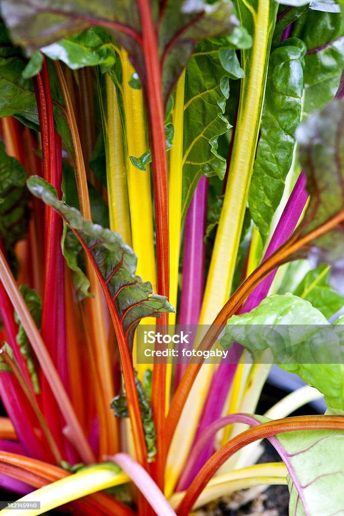 rainbow Swiss chard rainbow Swiss chardSee my other food photos Chard Stock Photo