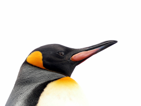 Emperor penguin in profile.