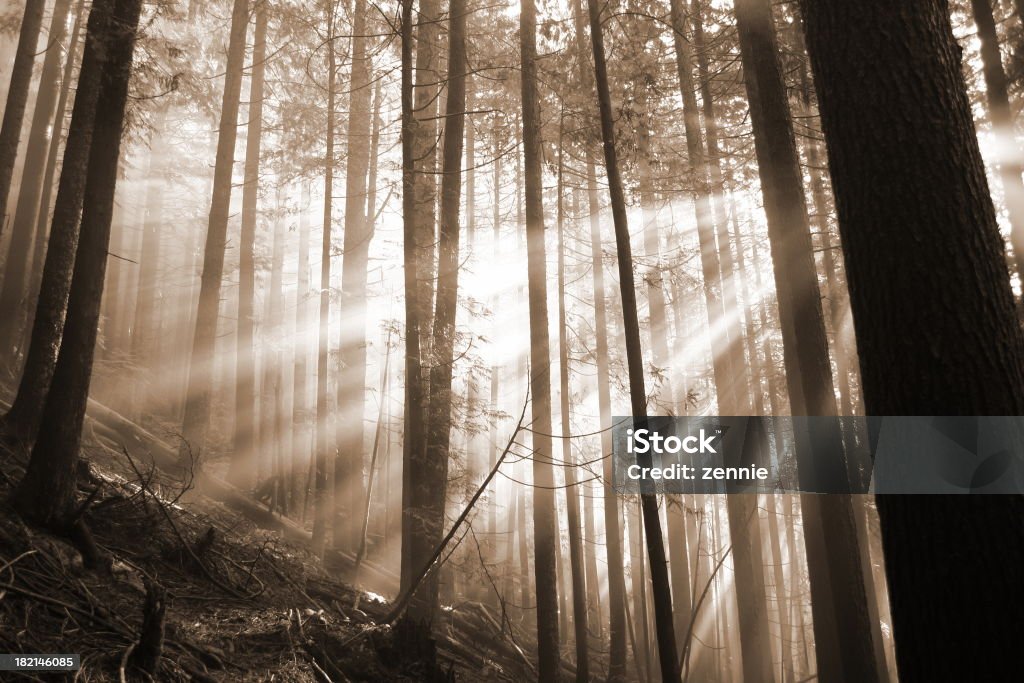 Afire forêt avec la lumière du soleil - Photo de Arbre libre de droits