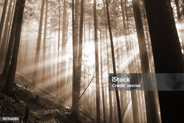 Photo libre de droit de Afire Forêt Avec La Lumière Du Soleil banque d'images et plus d'images libres de droit de Arbre - Arbre, Beauté de la nature, Brouillard