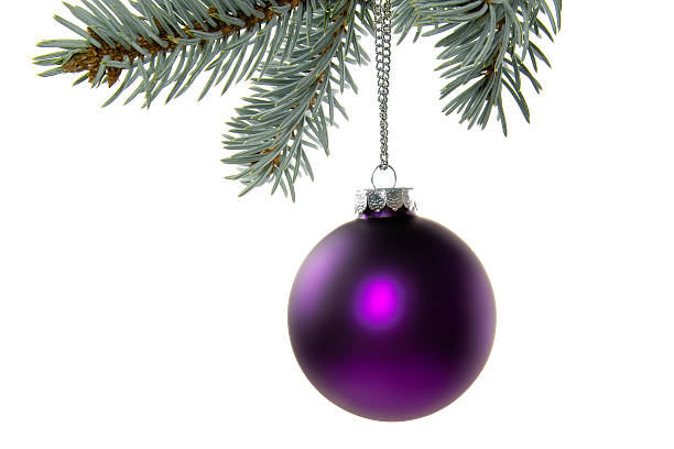 Photo of a purple glass ball ornament hanging from the branch of a blue spruce Christmas tree; isolated on white.