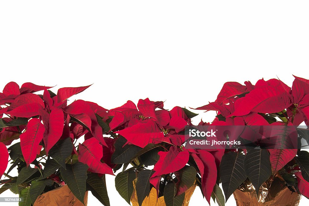 Poinsettias - Zbiór zdjęć royalty-free (Boże Narodzenie)