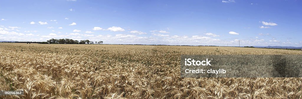 Широкая акров Пшеница panorama - Стоковые фото Австралия - Австралазия роялти-фри
