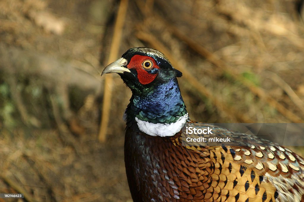 Männliche pheasant-bird in Großbritannien die Landschaft - Lizenzfrei Bildschärfe Stock-Foto