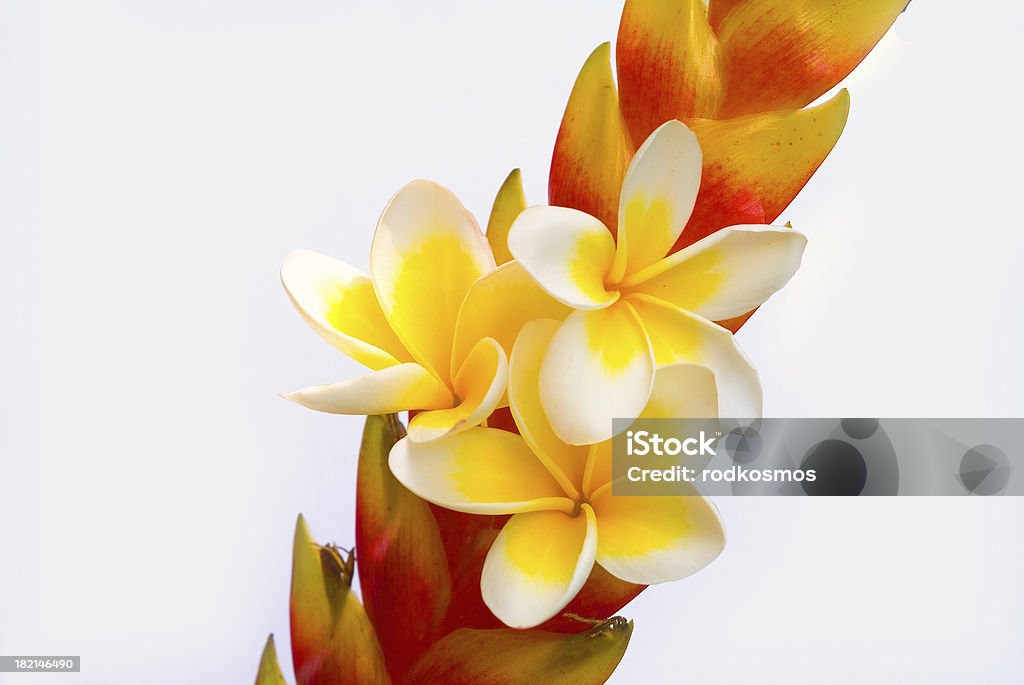 Basta tropicale - Foto stock royalty-free di Close-up