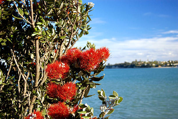 Pohutukawa