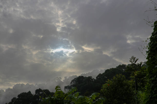 istock Morning at Nature Reserve Forest 1821465986