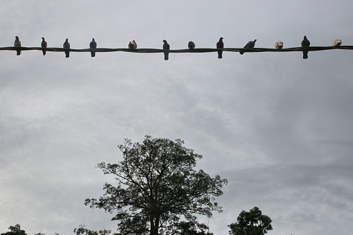 Morning dawn view - birds in a row on cable