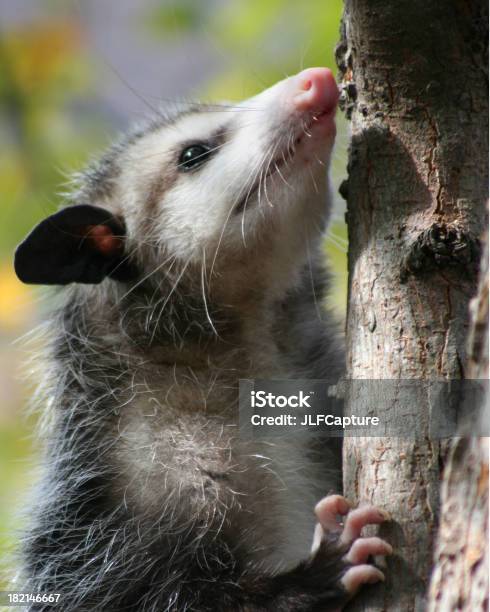 Klettern Possum Stockfoto und mehr Bilder von Beutelratte - Beutelratte, Baum, Einfachheit