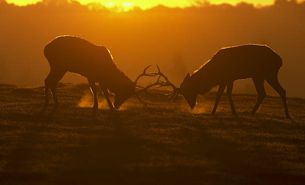 red deer stags en rut prêt à combattre le souffle visible - richmond park photos et images de collection