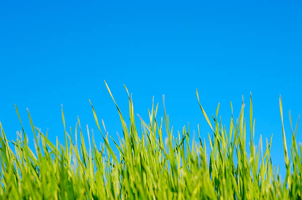 prado hierba contra el cielo de verano azul - clear sky nobody blade of grass summer fotografías e imágenes de stock