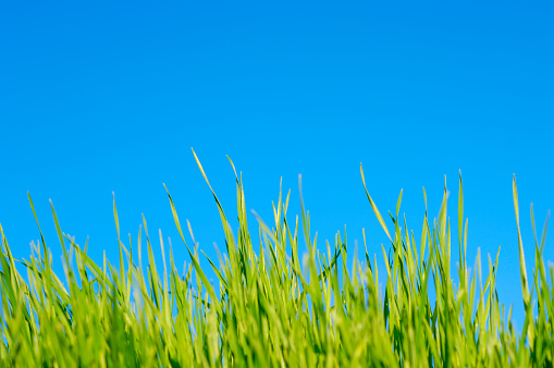 pure blue sky against green growing grass