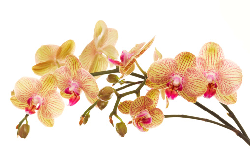 A closeup shot of a purple moon orchid (Phalaenopsis amabilis)