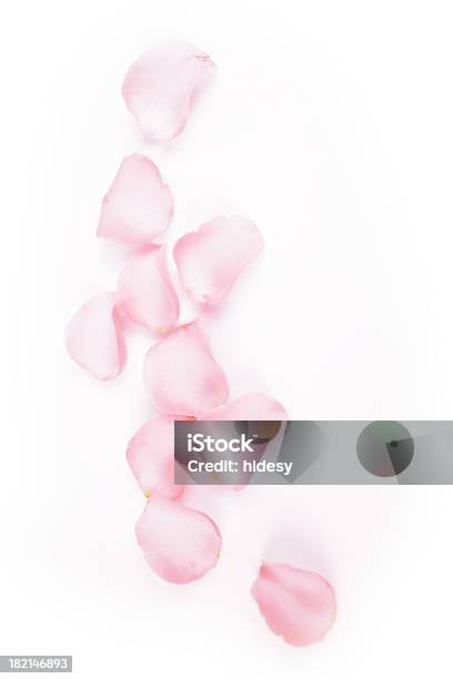 Scattered Dreams Stock Photo - Download Image Now - Petal, Pink Color, Rose - Flower