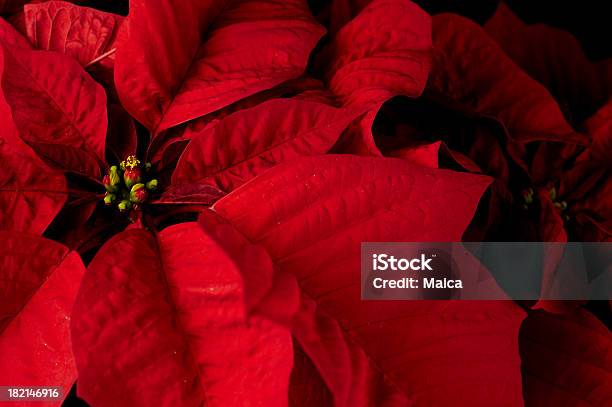 Floral - Fotografias de stock e mais imagens de Bico-de-papagaio - Bico-de-papagaio, Natal, Vermelho