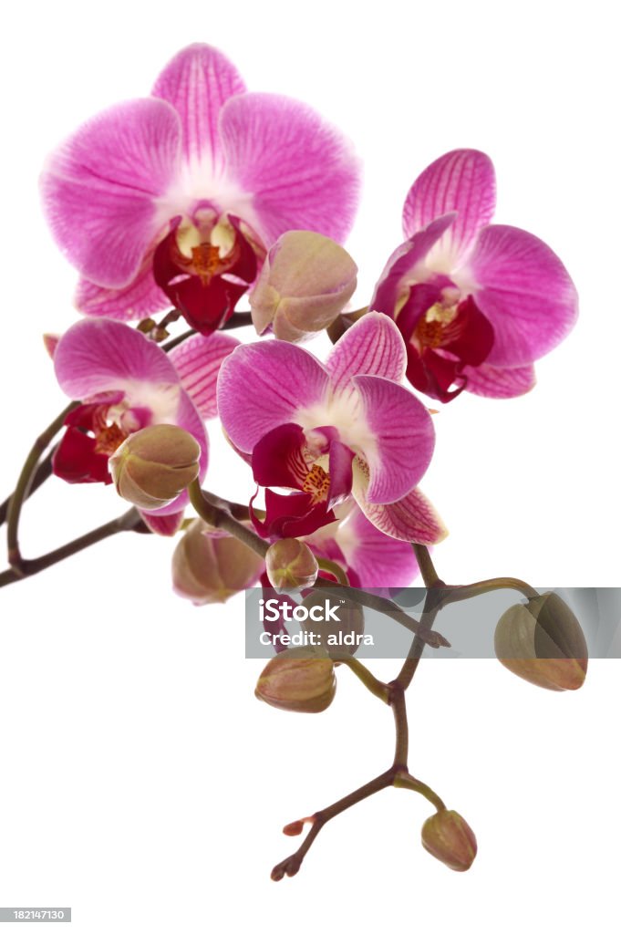 Orquídea - Royalty-free Botânica - Ciência de plantas Foto de stock