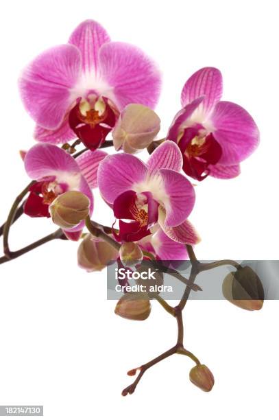 Orquídea - Fotografias de stock e mais imagens de Botânica - Ciência de plantas - Botânica - Ciência de plantas, Bouquet, Branco
