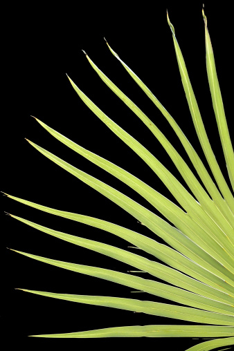 Profile of palm leaf. Isolated with clipping path
