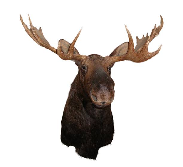 moose head stock photo