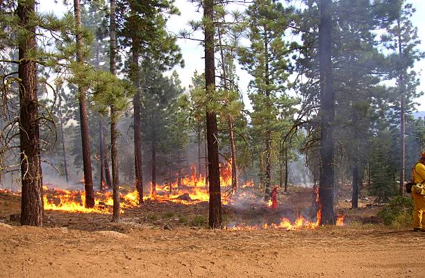 A forest with the blazing fire stock photo