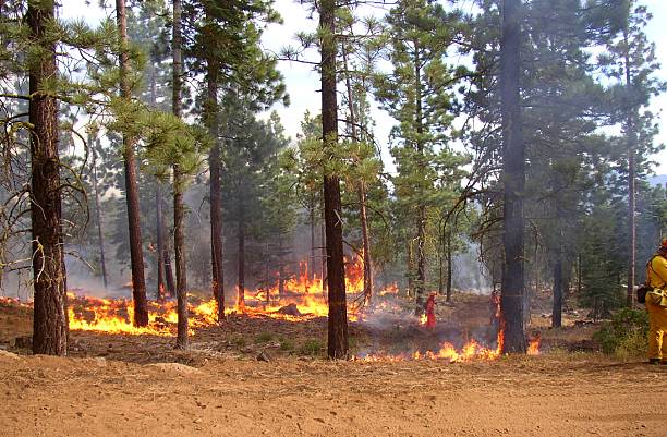 лесной пожар - wilderness area usa tree day стоковые фото и изображения