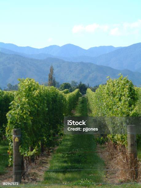 Uva Vines Foto de stock y más banco de imágenes de Aire libre - Aire libre, Belleza de la naturaleza, Bodega de vino