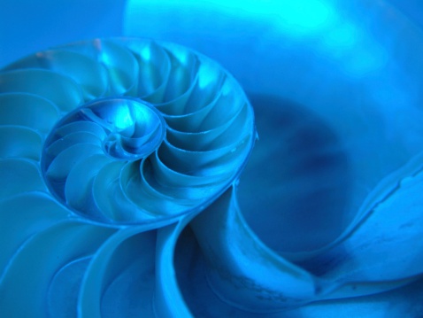 Close up of a nautilus shell interior in blue light