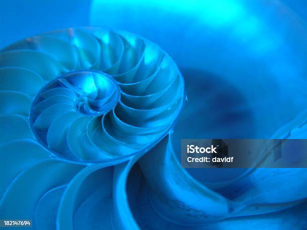 Nautilus 4 Stock Photo - Download Image Now - Animal Shell, Blue, Nautilus