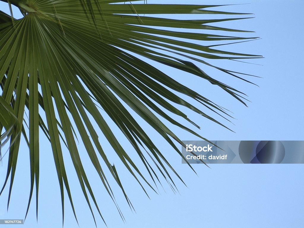 Fächerpalme - Lizenzfrei Baum Stock-Foto