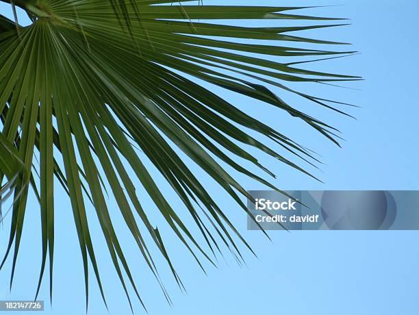 Fächerpalme Stockfoto und mehr Bilder von Baum - Baum, Bildhintergrund, Blau