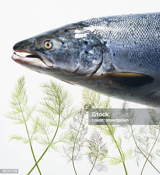 Salmón Salvaje Hinojo Foto de stock y más banco de imágenes de Agua - Agua, Alimento, Animales salvajes