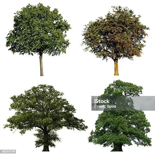 Vier Bäume Stockfoto und mehr Bilder von Ast - Pflanzenbestandteil - Ast - Pflanzenbestandteil, Baum, Baumblüte