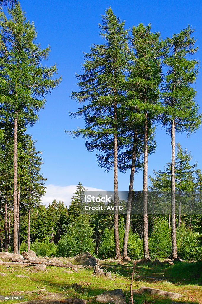 Forest Untouched spruce forests Adventure Stock Photo