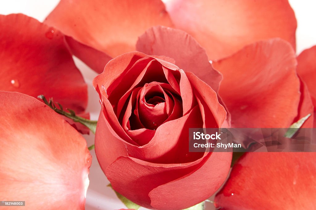 Petali di rosa e rosso - Foto stock royalty-free di Aiuola