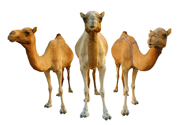 Camels Dubai Camels camel stock pictures, royalty-free photos & images