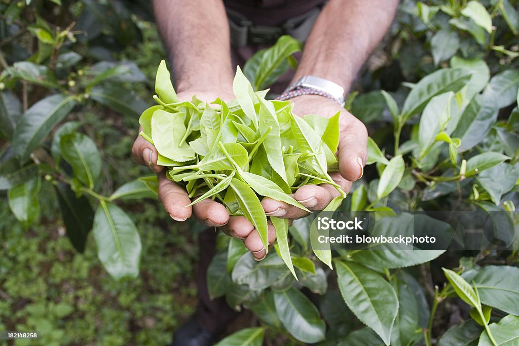 Sri Lanka: Verde Folhas de Chá - Royalty-free Chá branco Foto de stock