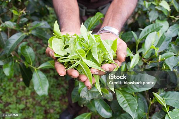 Sri Lanka Verde Folhas De Chá - Fotografias de stock e mais imagens de Chá branco - Chá branco, Folha, Apanha