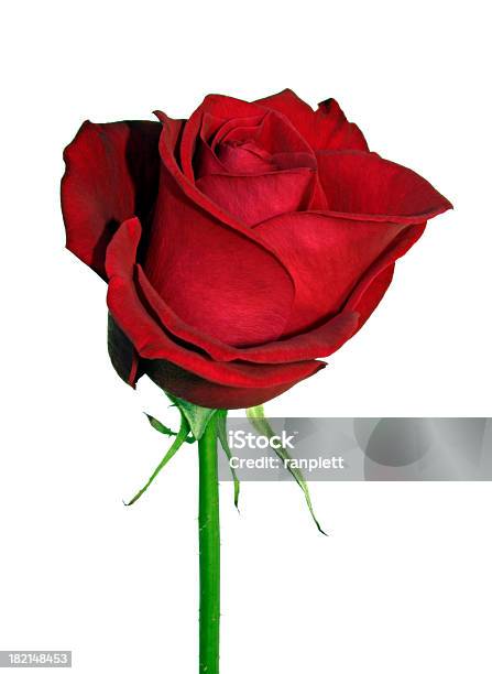 Rosa Aislado Sobre Un Fondo Blanco Foto de stock y más banco de imágenes de Fondo blanco - Fondo blanco, Rojo, Rosa - Flor