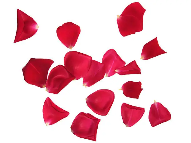 Photo of Red rose petals sprinkled on white background