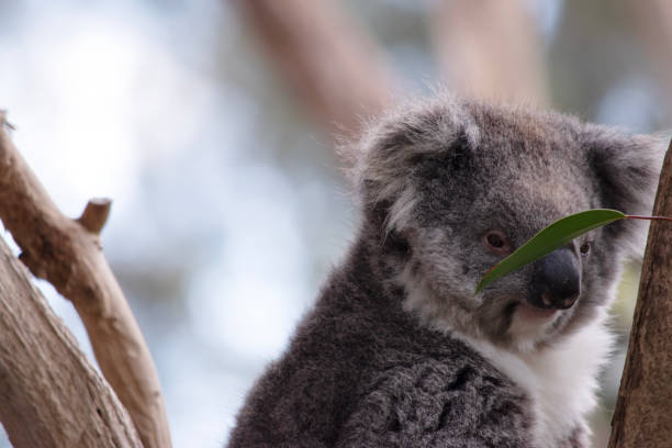 istock this is a close up of a koala 1821485351