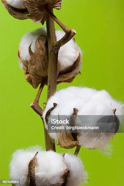 Reife Baumwolle Bälle Stockfoto und mehr Bilder von Baumwoll-Samenkapsel - Baumwoll-Samenkapsel, Baumwolle, Baumwollpflanze