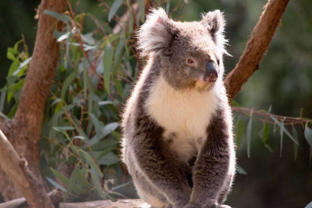 istock a close up of a koala 1821488987