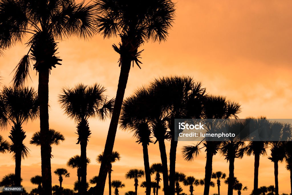 Palm лихорадка - Стоковые фото Оранжевый роялти-фри